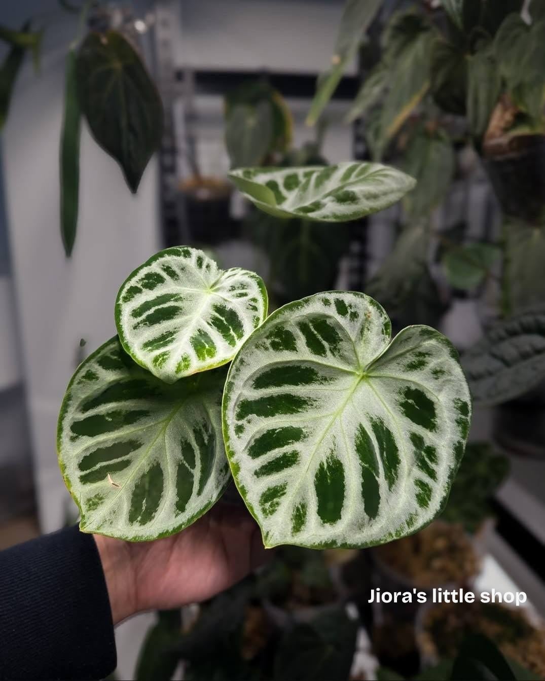 Silver blush, Plant A