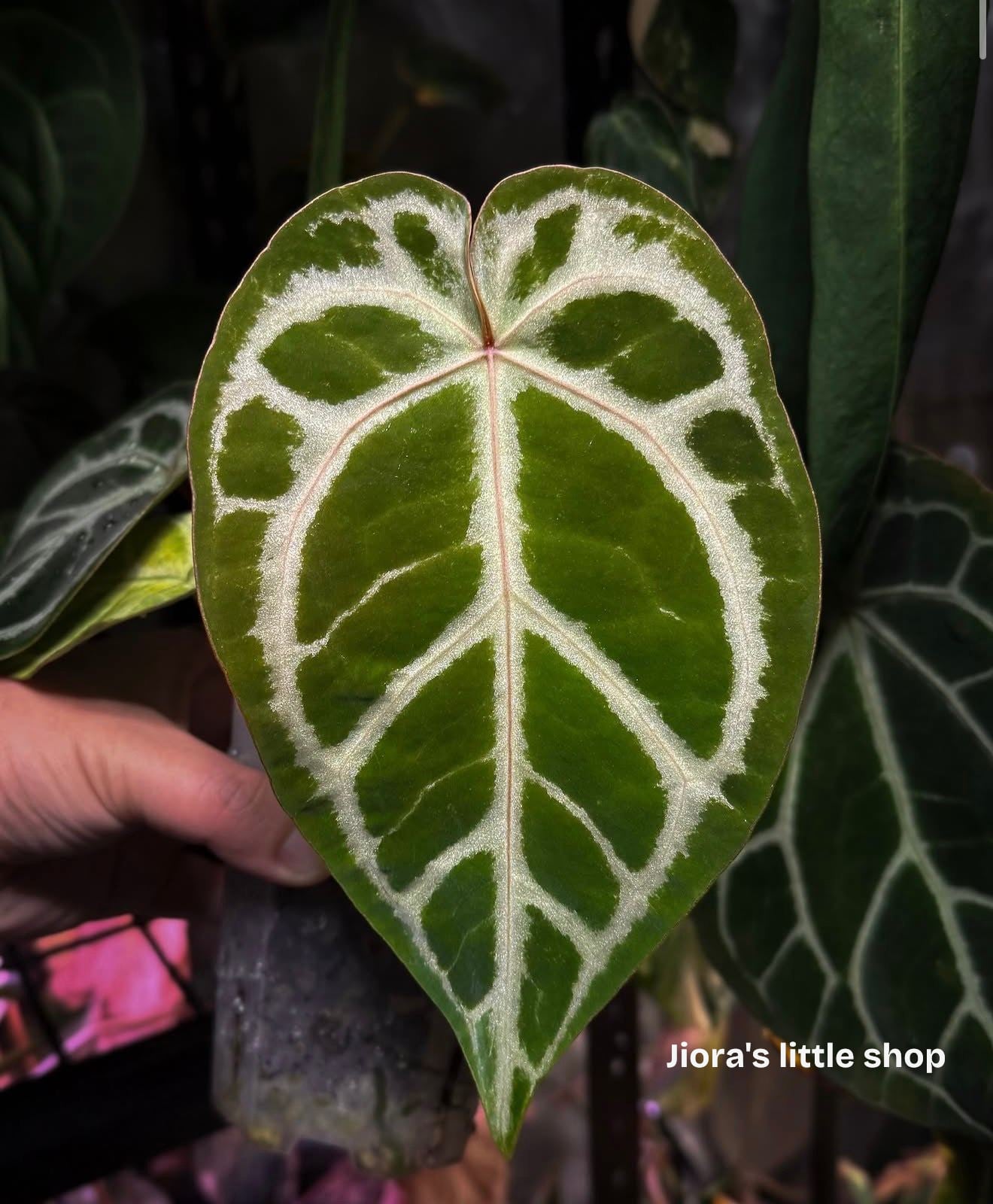 Silver Blush x Red Crystal, photo 1 of 4